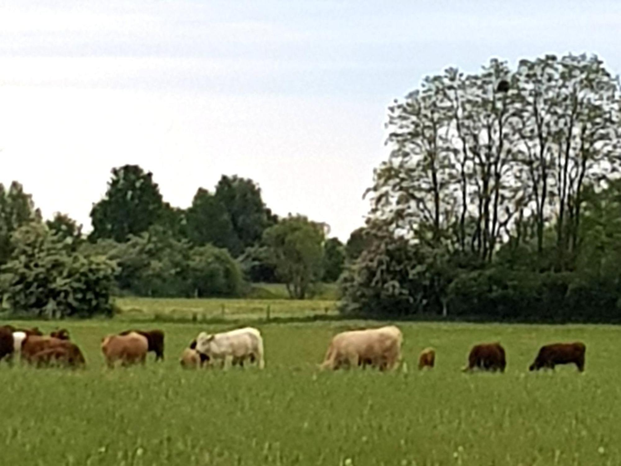 Ferienwohnung Wolf Nietwerder Luaran gambar